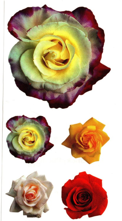 2000s Photo-Realistic Roses Stickers by Sticky Pixfrom my personal collection