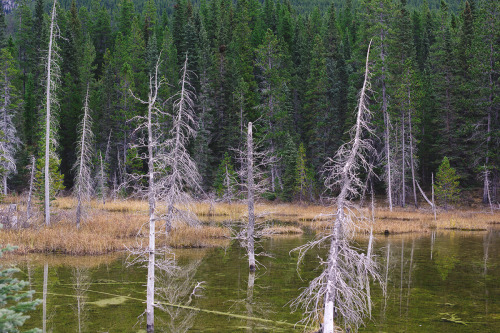 k0asts:  chrisamat:  Kananaskis, AB  ~