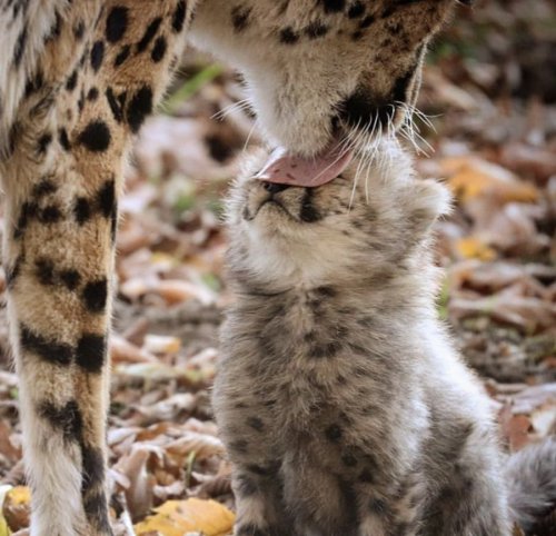 cuteanimals-only:*lick