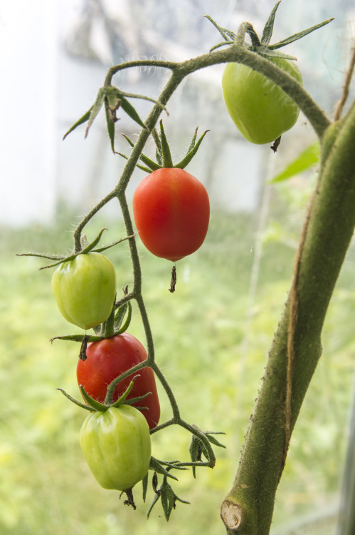 pragmaculture:Just glasshouse things