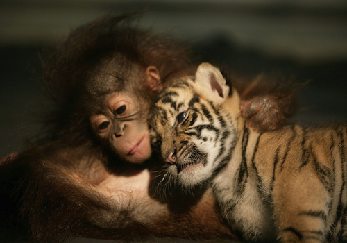 wonderous-world:  Tigers don’t normally snuggle with orangutans. The big cats are meat-eaters, after all. But when Demis (above) and Manis the tiger cubs were rejected by their mother, zookeepers at Taman Safari Zoo thought they might like the company