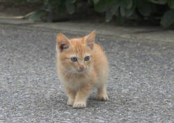 catsbeaversandducks:  Island Kitten Befriends