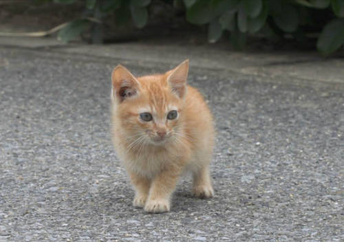 catsbeaversandducks:  Island Kitten Befriends porn pictures