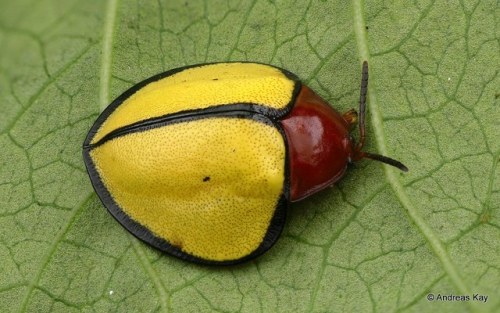 end0skeletal: Tortoise Beetles by Andreas Kay