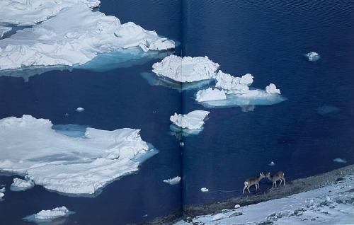 National Geographic: When The Frost Lies White (Japan, 2003) Photography: Tim Laman