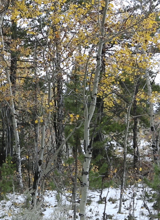 The gentlest breeze through Aspen trees, Grand Teton National Park, Wyominggif by riverwindphotograp