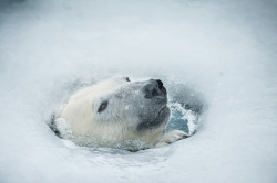 phototoartguy:  “Hole in the Ice by @justinctlo: