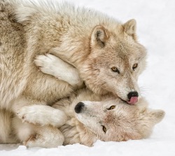 beautiful-wildlife:  Close Friends by Daniel Parent