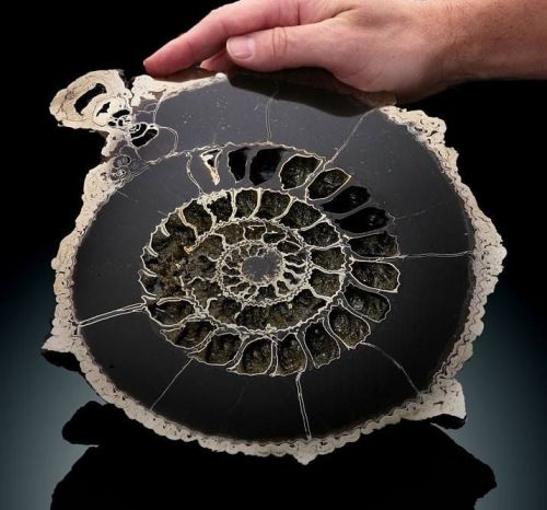 zafojones: Pyritized Ammonite, sliced and polished.