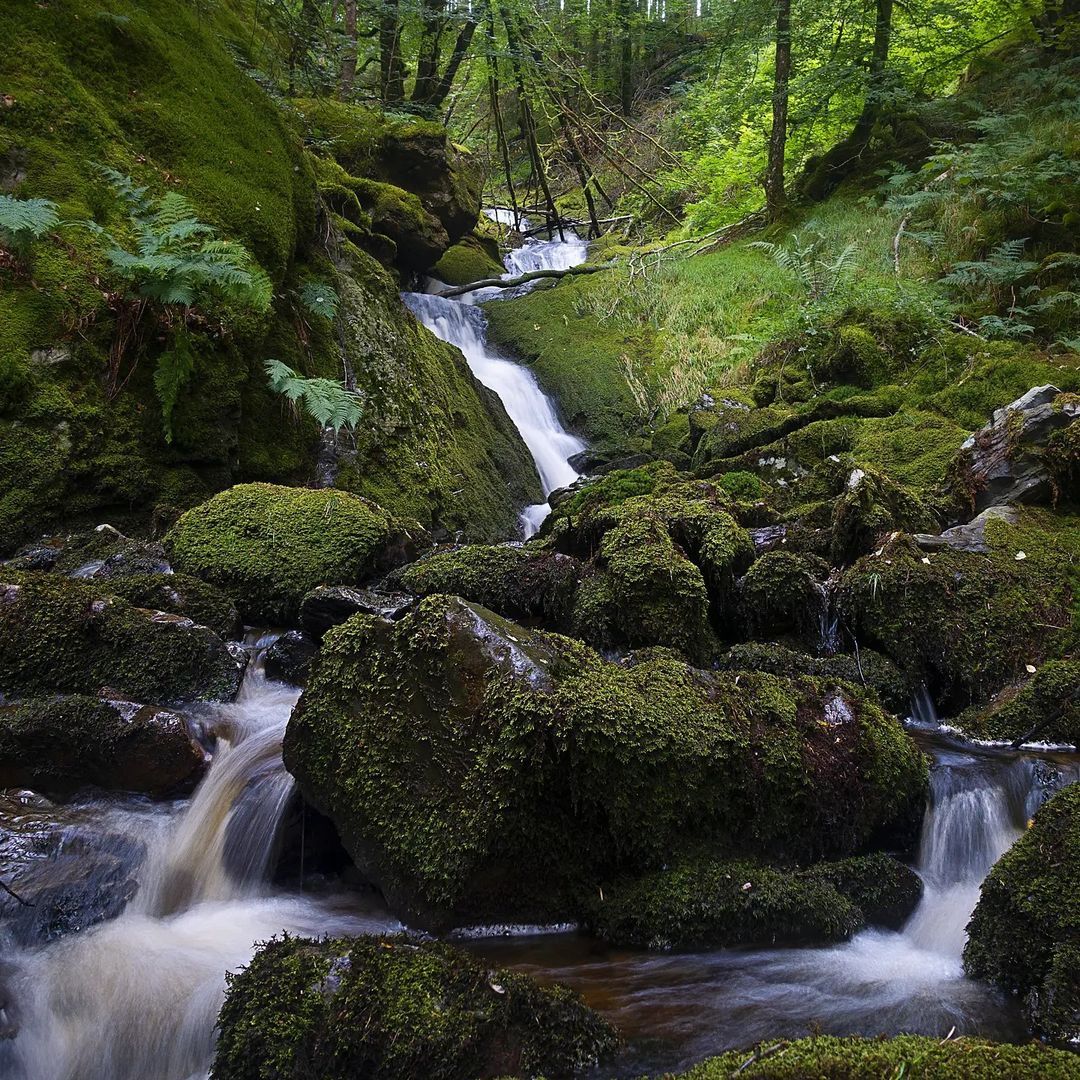 This is a waterfall on the Hafod Estate. I’ve been to Hafod many times but yesterday spent the day around tramping around the whole estate and I found this. It’s aptly named Mossy Seat Falls and the moss is so green and like a carpet of emeralds...