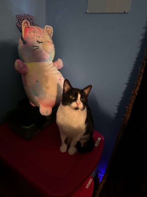Todays My Brothers Birthday, So I Shall Be Posting His Cats Buttercup & Sylvester