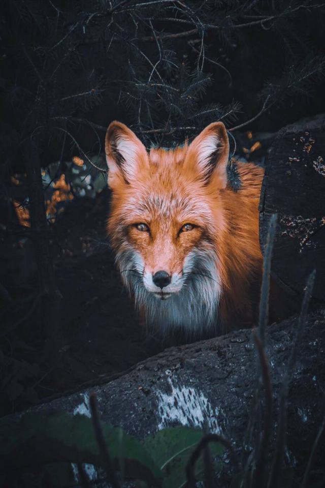 (by _marcelsiebert) #vertical#animals#x#a#watsf #curators on tumblr #_marcelsiebert#marcelsiebert#fox#germany
