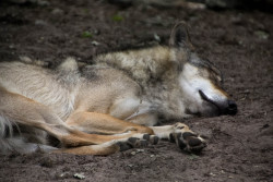 forestofthewolves: nap time