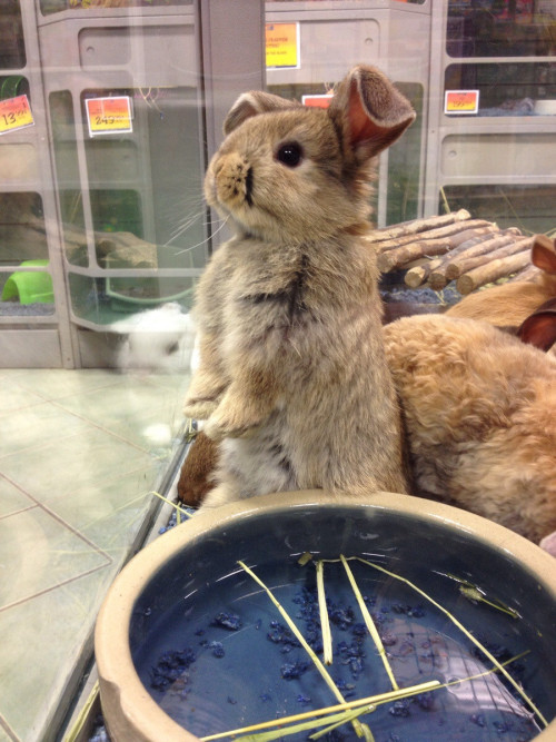 mikalopsia:awwww-cute:Those ears!!SQUIRREL BUN