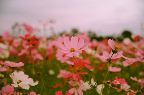 floralls: by  Allen Hsu