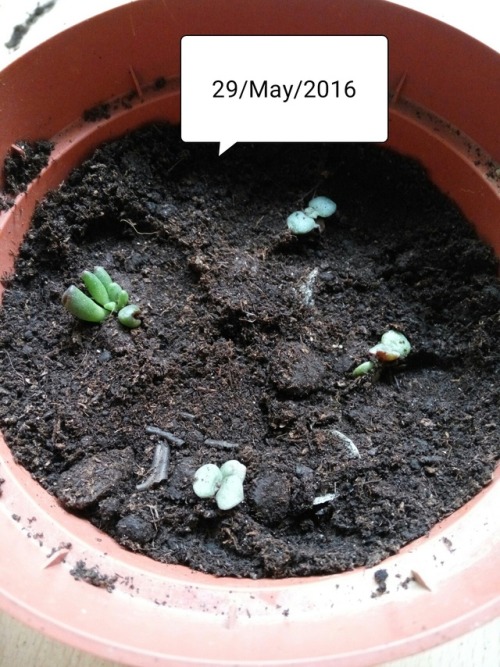 27/Apr/2018 Look how these babies have grown in 2 years! All the bulbs have sprouted so there will 