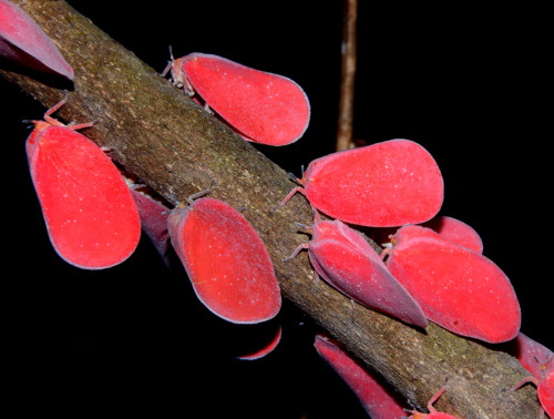 onenicebugperday: Madagascan Flatid Leaf-Bug, Flatida rosea, Flatidae (fulgoroid planthoppers)Like m