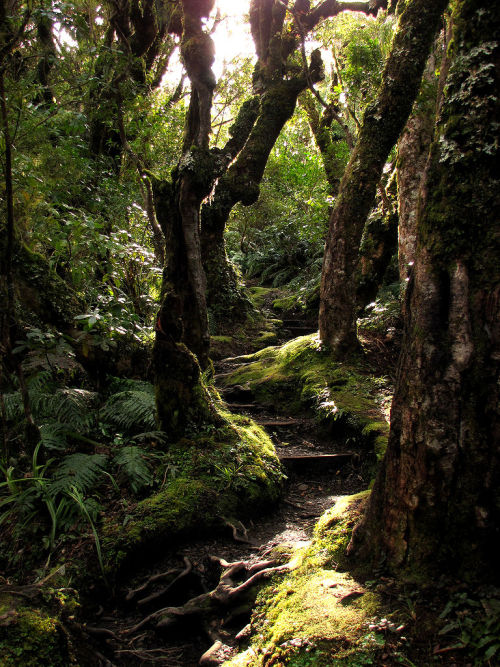 lori-rocks:the goblin forest… by z