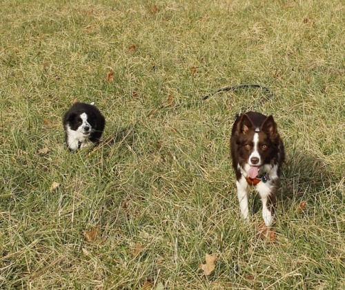 Itty bitty Quinny #hikingwithbordercollies #dogsthathike #hikingwithdogs #hikingwithdogs_daily #dogs