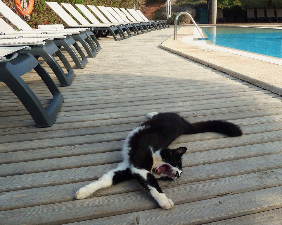 mostlycatsmostly:  Lifeguard on Duty (via lucia m photography)