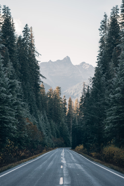 morgan-phillips: Mount Rainier National Park - Morgan Phillips 