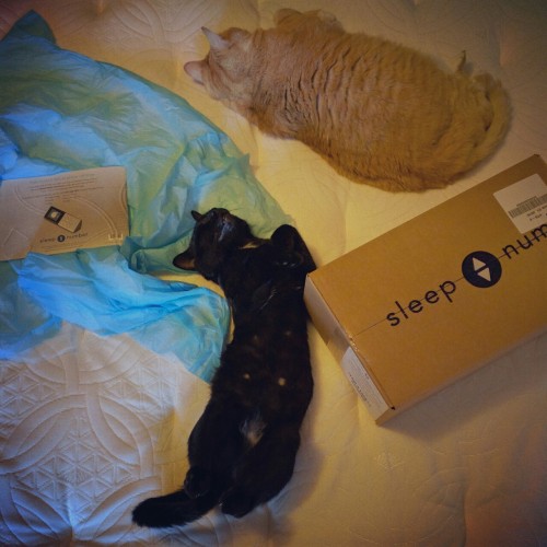 emmeetslawschool:mostlycatsmostly:I think the kitties like the new bed. :)(submitted by @pluto&ndash