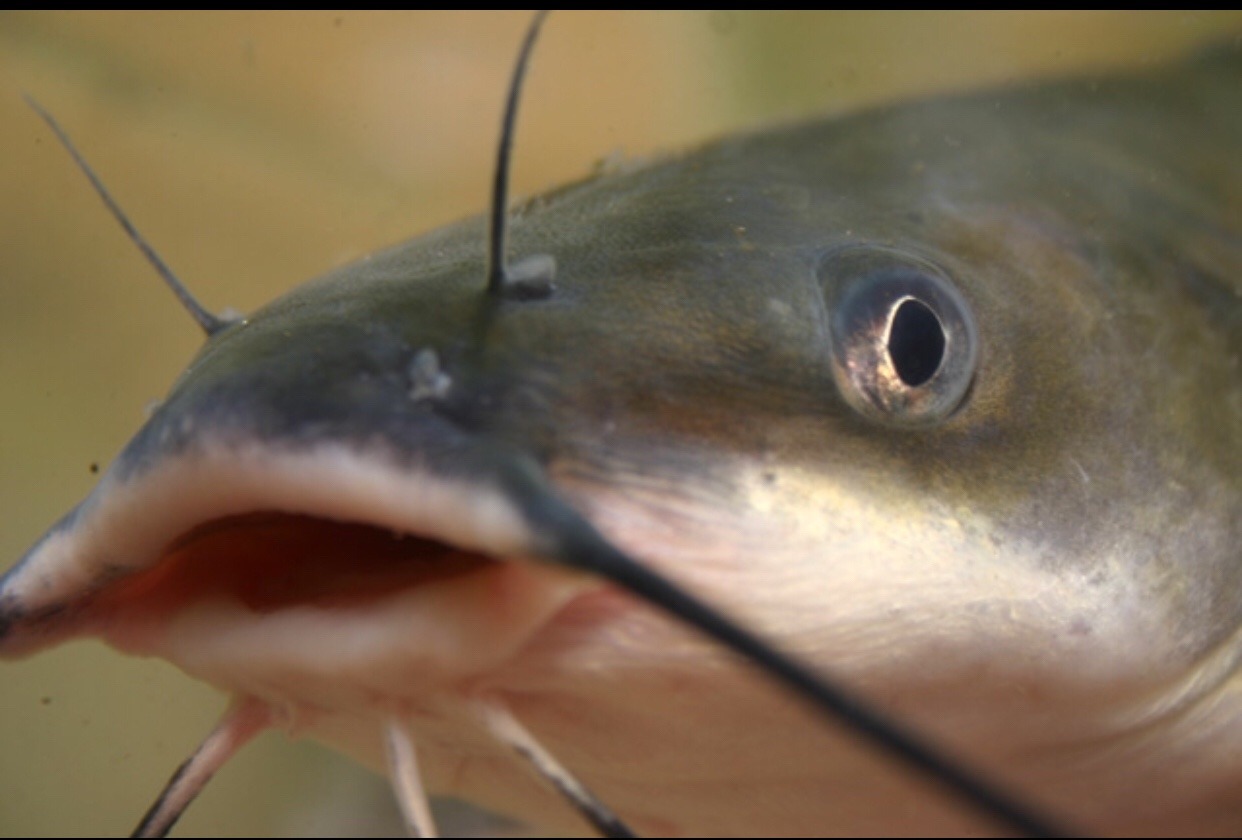 babymuriel:  creepsandcrawlers:  countrytoads:  countrytoads:  catfish simultaneously