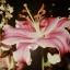 luvflowers