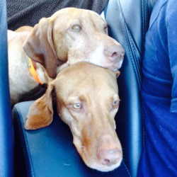 Handsomedogs:  Kian And Mischa Just Wondering When They Will Get To The Forest.