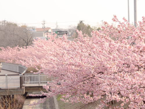 m3411: ピンク色 河津桜がほぼ満開になり、綺麗なピンク色になっています。 2015/3/5撮影 E-M1,85mm,F4.0,ISO200,1/ 600sec #flickstackr Flic