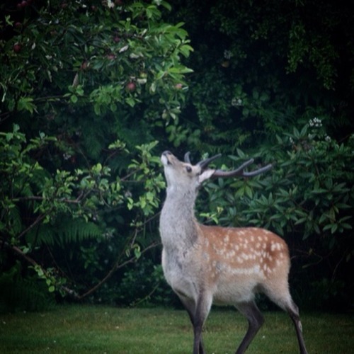 Irish wildlife | Suzanne Lynch