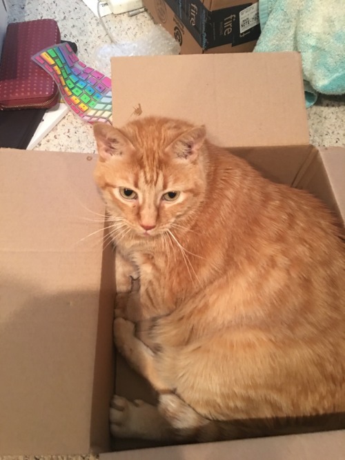 tsarpintina:My cats are lovely