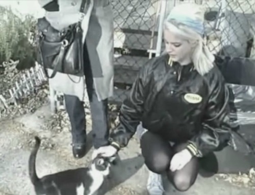 Me With Cats Everywhere 
