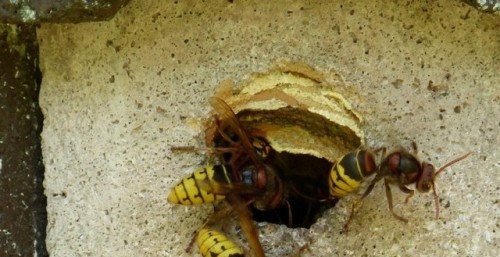 Wasp Nest Removal in The Brents #Wasp #Nests #Exterminators #The #Brents https://t.co/5cb0U4y3R7 “ Wasp Nest Removal in The Brents #Wasp #Nests #Exterminators #The #Brents https://t.co/5cb0U4y3R7
— Pest Control Service (@pestremovaluk) August 15,...