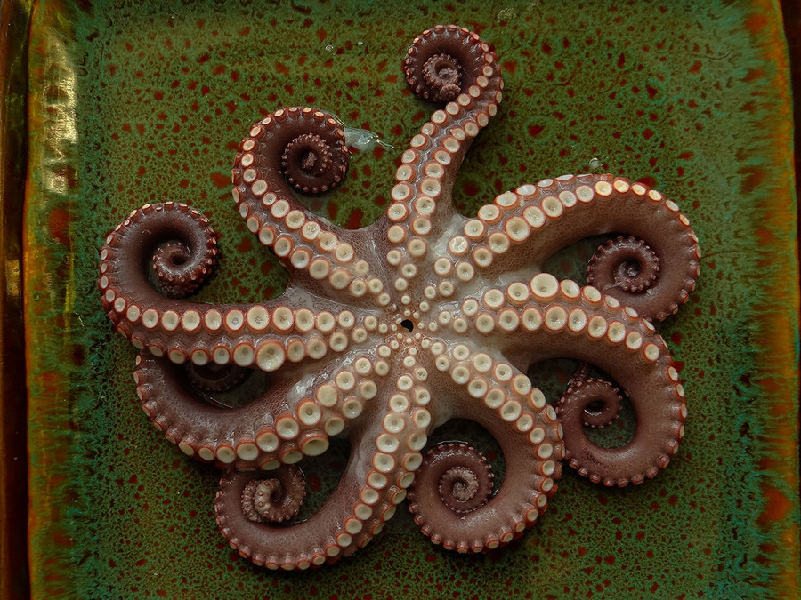 lifeunderthewaves:  OCTOPUS - Fishing with Angler Alexander Antonyuk by AlexanderAntonyuk