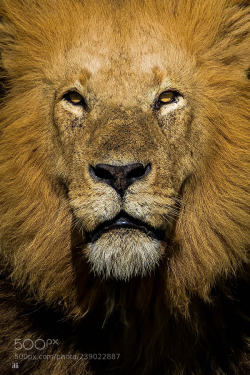 animal-photographies:  The portrait of a ‘KING’