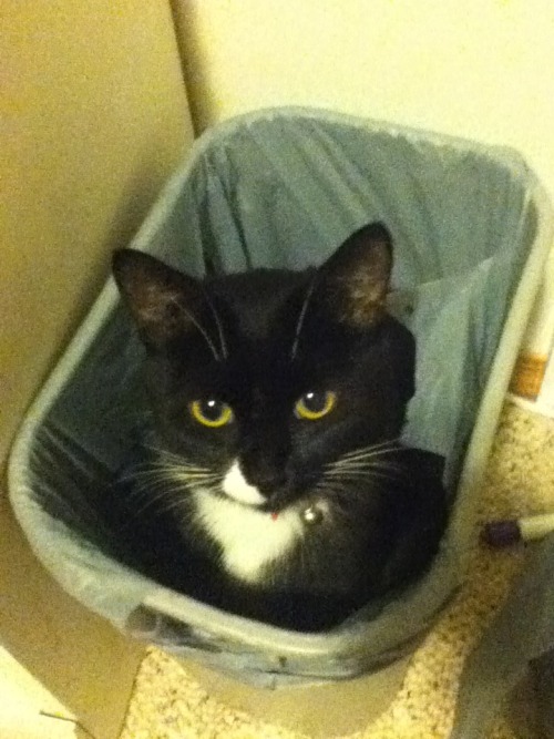 catsbeaversandducks:10 Cats That Woke Up Feeling Like Garbage “Look I just want to be alone for a wh