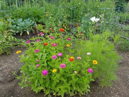 flowersandfutures:More summer solarpunk: adventures in wandering around a local community garden.&nb