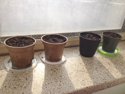 Day 1: Nov 21 2014Now that it’s snowing, I’m starting up indoor/winter gardening again (