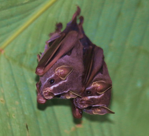 grimreaperblog:end0skeletal:Pygmy Fruit-eating Bats by Trudieface526@ahzrukahl