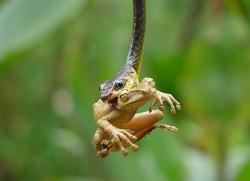 llbwwb:  Amazonian Whipsnake  eats a tree frog  in the Ecuadorian Amazon Basin. by Luis Espin