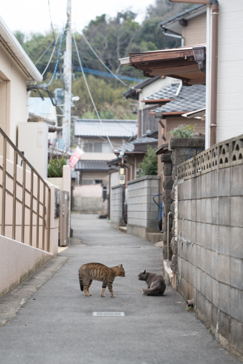 nekogin25:  こわい - 猫に逢いに行こう