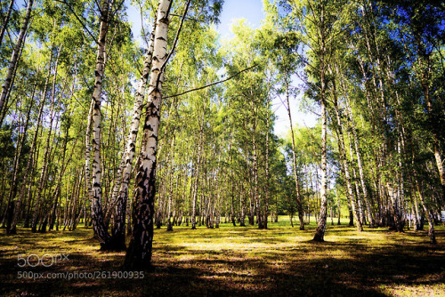 Birch Grove by JackOrion