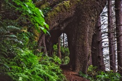 jeremylfisher:  Morning exploring | Oswald