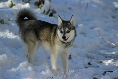 alaskankleekai