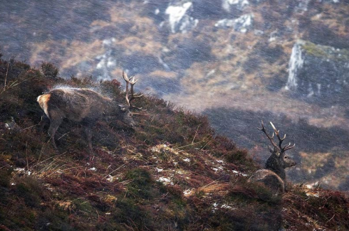 awkwardsituationist:  photos by margaret j walker of red deer stag in scotland’s cairngorms national park 