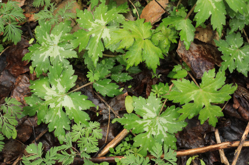 A week and a half into April and despite a cold snap, the first wave of spring ephemerals is making 