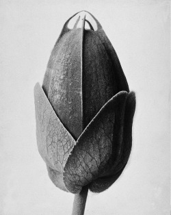 nobrashfestivity:  Karl Blossfeldt, Passion Flower, Late 1920′s