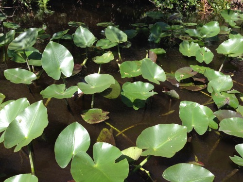 The Everglades National Park, March 14, 2015. Can you spot the alligators?