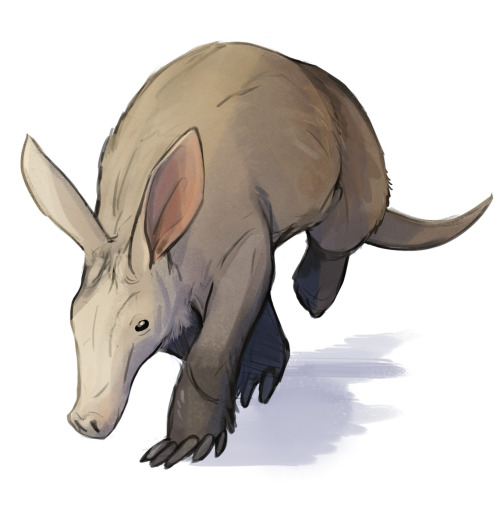 laurelhach: “so why didn’t you go to sleep last night”“I was thinking about aardvarks”